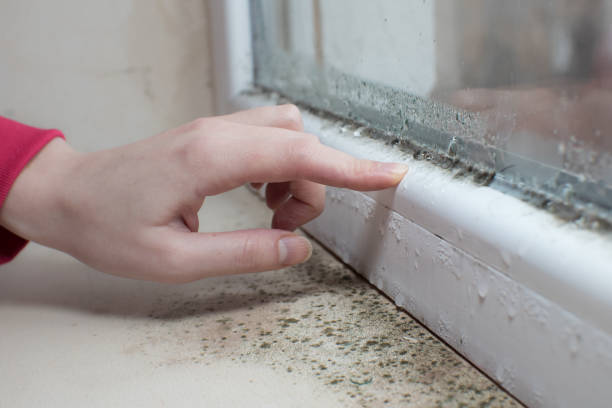 Mold Remediation for Rental Properties